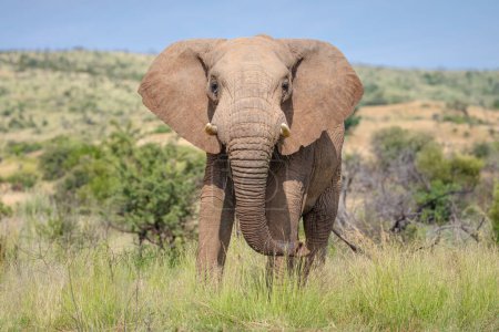 Gros plan d'une tête d'un grand éléphant d'Afrique (Loxdonta) dans Addo Elephant Park en Afrique du Sud