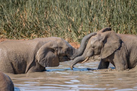  African Elephants calves (Loxdonta)  with mud in the Addo Elephant National Park in South Africa