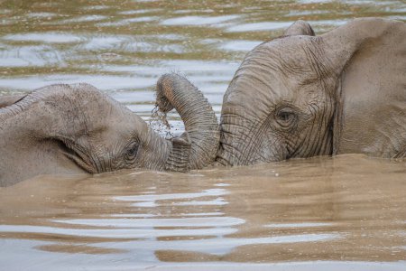 Afrikanische Elefanten (Loxdonta) spielen in der Hitze des Sommers im Addo Elephant Nationalpark in Südafrika im Wasser eines Wasserlochs