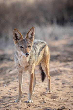 Black-backed Jackal (Canis mesomelas), standing in  Park, South Africa