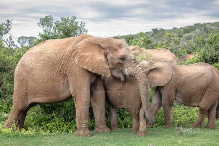 Téléchargez les photos : Troupeau d'éléphants d'Afrique (Loxdonta) avec leurs jeunes en interaction les uns avec les autres dans la brousse dans le parc national Addo Elephant en Afrique du Sud - en image libre de droit