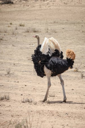 Avestruz (Struthio camelus) ave en el Parque Nacional Kgalagadi