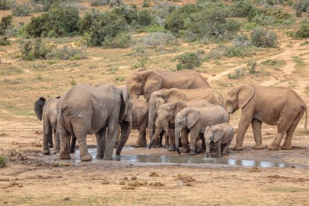 Herd of African elephants (Loxdonta) gathering and interacting around a waterhole at the Addo Elephant Park in South Africa