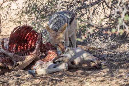 Chacal respaldado por negros (Canis mesomelas) y carne en Park, Sudáfrica