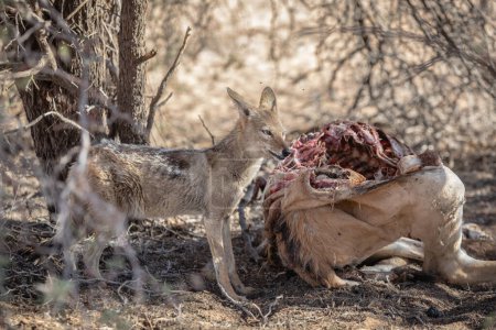 Jackal à dos noir (Canis mesomelas) et de la viande dans Park, Afrique du Sud