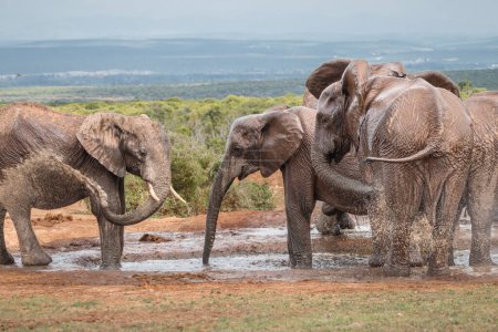 Foto de Manada de elefantes africanos (Loxdonta) reuniéndose e interactuando alrededor de un pozo de agua en el Parque del Elefante Addo en Sudáfrica - Imagen libre de derechos
