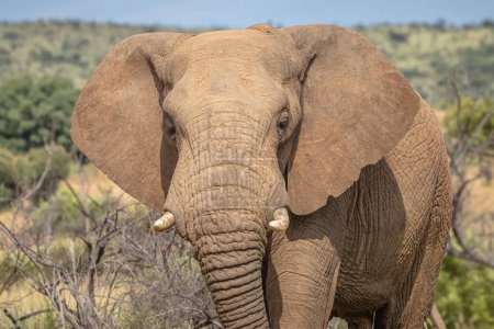 Téléchargez les photos : Eléphant unique incrusté de boue (Loxdonta) avec des oreilles battantes à Pilanesberg, Afrique du Sud - en image libre de droit