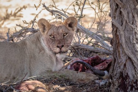 Single female lioness (Panthera leo) with meat in the Addo Elephant National Park, South Africa