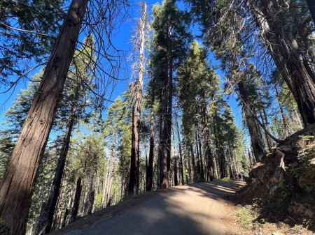 Hochwald von Sequoias, Yosemite-Nationalpark, Kalifornien