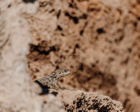 Sunbathing lizard blends with Paphos rocky landscape