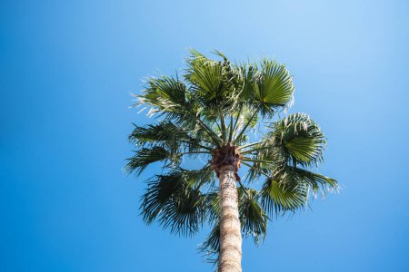 Palm tree against clear blue sky in Cyprus