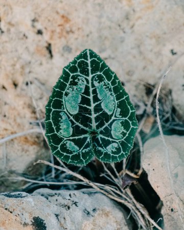 Green leaf with distinctive veins, dew-dropped, on rocky ground
