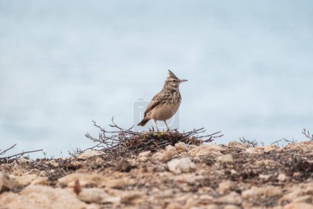 Perched crested lark surveying the Mediterranean terrain