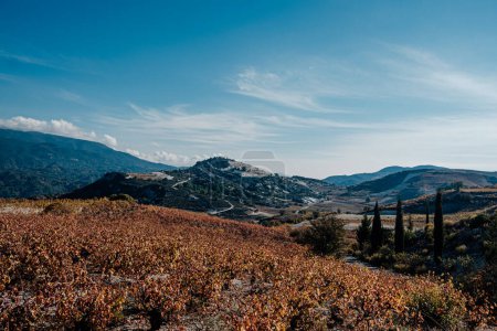 Paysage viticole en Asie napa à Chypre