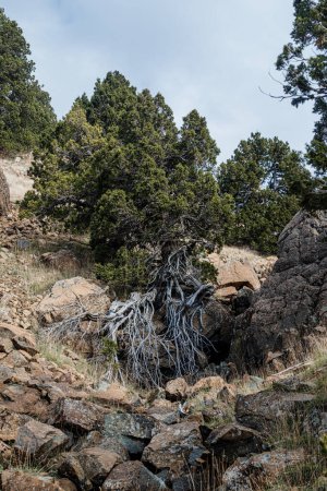 Rugido paisaje de montaña, árbol muerto entre rocas en el sendero del Olimpo