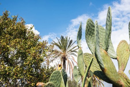 Zypriotische Kakteen und Palmen unter dem heiteren Himmel von Larnaka