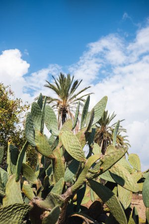 Cactus y palmeras chipriotas bajo el sereno cielo de Larnaca