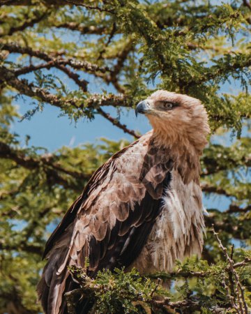 Bateleur Águila en acacia, vibrante contra la vegetación