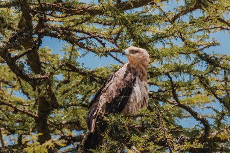 Bateleur Eagle poised in acacia, vibrant against greenery