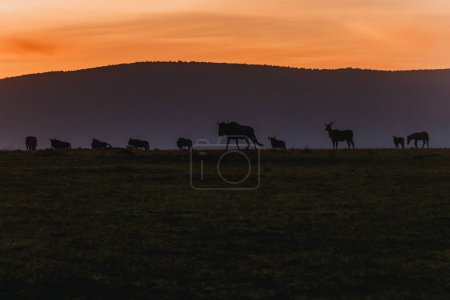 Téléchargez les photos : Coucher de soleil spectaculaire sur Masai Mara, ciel coloré et acacias - en image libre de droit