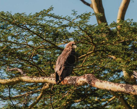 Tawny Eagle hockt im Baum und beobachtet aufmerksam die Masai Mara