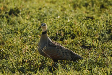 Crowned Lapwing stands alert on Masai Mara grass