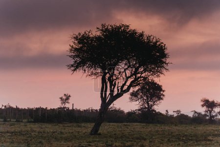 Solitary tree silhouetted against vibrant Masai Mara sunset