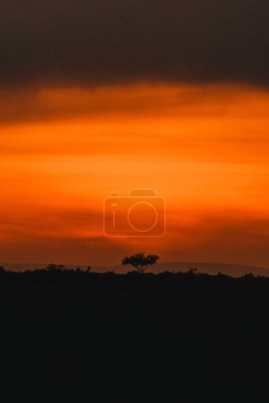 Fiery sunset silhouettes acacia en Masai Mara