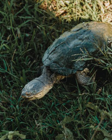 Snapping turtle advances through grassy terrain