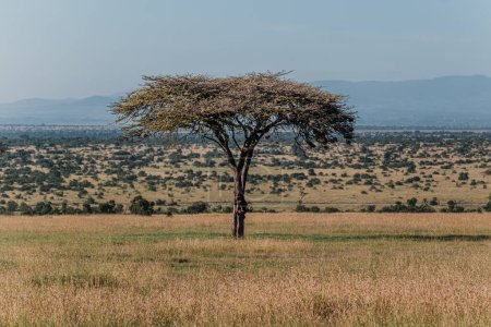 Téléchargez les photos : Acacia solitaire en vaste savane Ol Pejeta - en image libre de droit