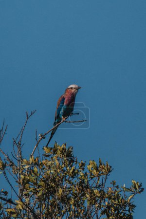 Lilac-breasted Roller perched, clear blue sky backdrop
