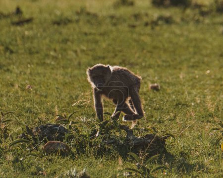 Téléchargez les photos : Un babouin d'olive solitaire traverse la prairie du Masai Mara - en image libre de droit