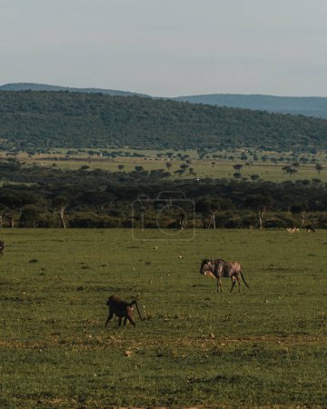 Un solitario babuino de olivo cruza los pastizales de Masai Mara