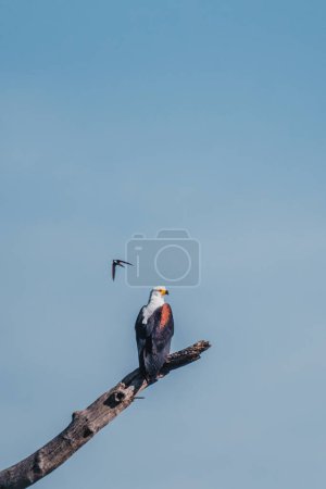 African fish eagle perched against the serene blue sky