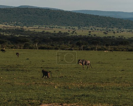 Un solitario babuino de olivo cruza los pastizales de Masai Mara