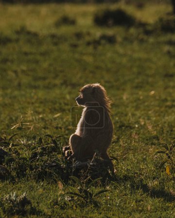 Téléchargez les photos : Un babouin d'olive solitaire traverse la prairie du Masai Mara - en image libre de droit