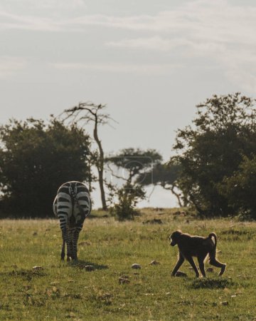 A solitary olive baboon strides across the Masai Mara grassland