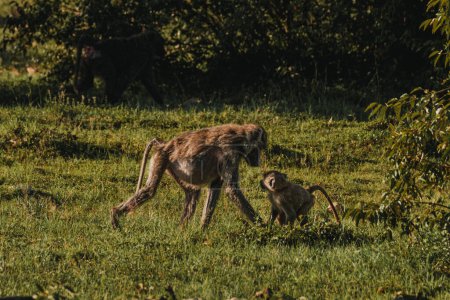 Olive baboons strides across the Masai Mara grassland