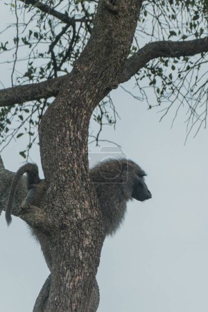 A solitary olive baboon on the tree in the Masai Mara