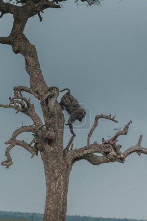 Ein einsamer Olivenpavian schreitet über das Masai-Mara-Grasland