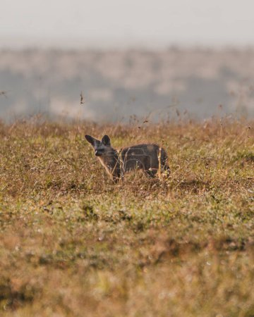 Wachsame Fledermausohr-Füchse auf der Futtersuche im Grasland von Ol Pejeta