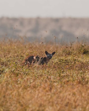 Wachsame Fledermausohr-Füchse auf der Futtersuche im Grasland von Ol Pejeta