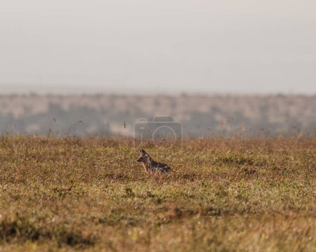Alert bat-eared fox foraging in Ol Pejeta's grassland