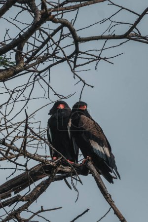 Paired bateleur eagles surveying the savanna from a high branch