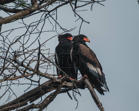 Paarweise Bateleur-Adler beobachten von einem hohen Ast aus die Savanne