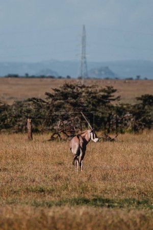 Graceful Beisa Oryx vagando por el Ol Pejeta Conservancy