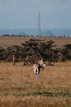 Graceful Beisa Oryx vagando por el Ol Pejeta Conservancy