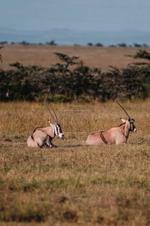 gracieuse beisa oryx itinérance l 'Ol pejeta conservation
