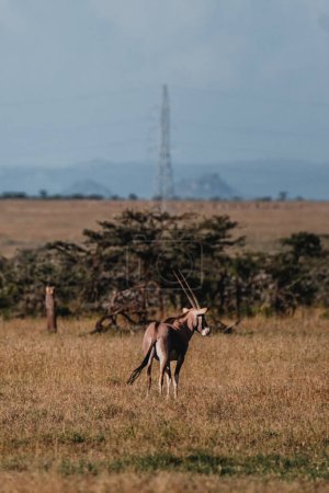 gracieuse beisa oryx itinérance l 'Ol pejeta conservation
