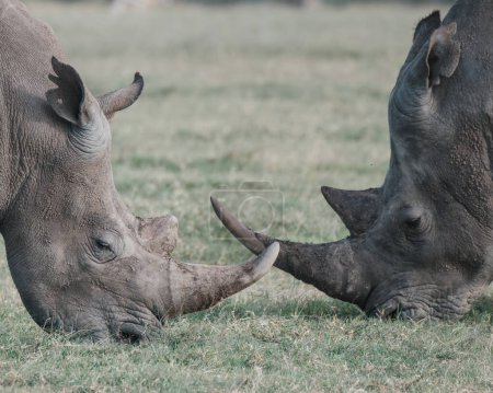 Pair of black rhinos grazing peacefully in Ol Pejeta Conservancy.